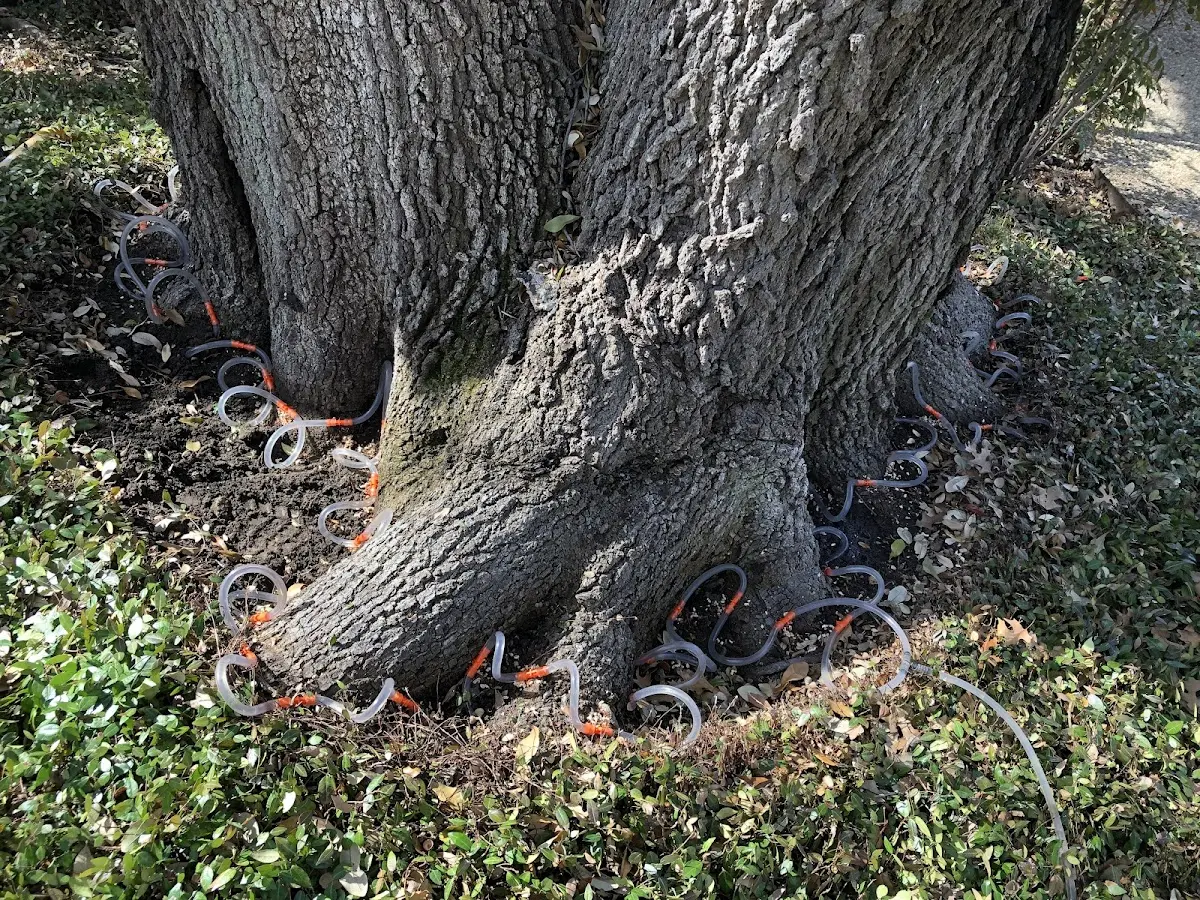 Detailed Tree Cabling and Bracing job site in Diamondville