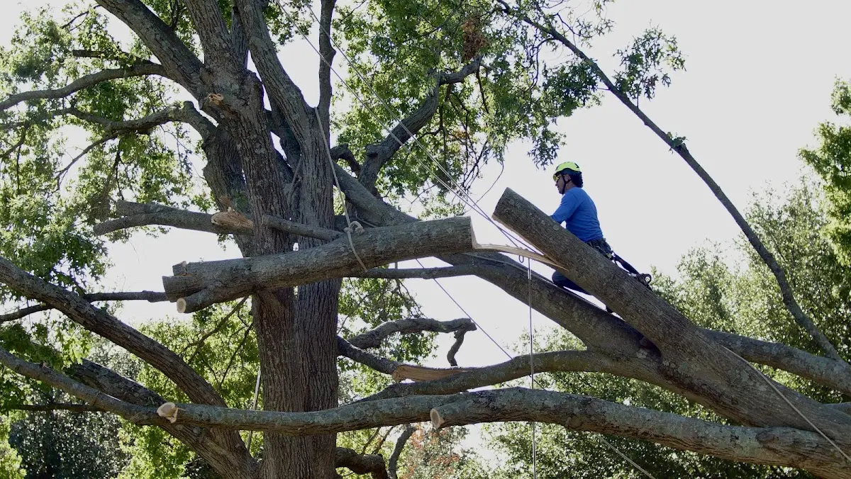 Professional Crown Thinning performed by certified arborists in Diamondville