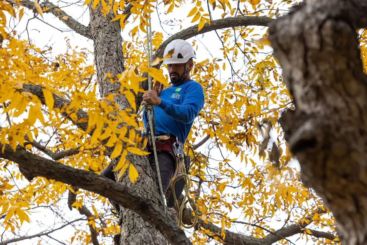 Skilled Emergency Tree Service crew working in Diamondville
