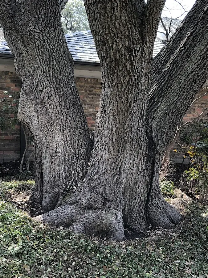 Mature heritage tree close to a Diamondville property cared for by certified arborists